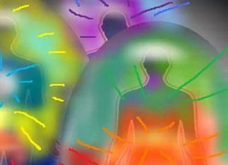 Compréhension d’une certaine forme de régénération cellulaire